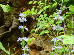 Penstemon attenuatus