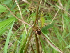 Heteroptera