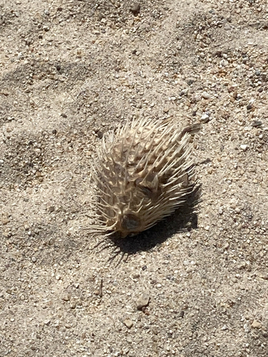 Diodon holocanthus