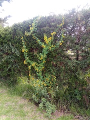 Tropaeolum seemannii