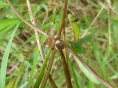 Heteroptera