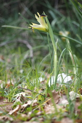 Iris tuberosa