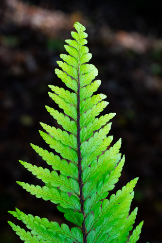 Asplenium caudatum, 2025-07-08
