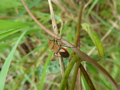 Heteroptera