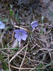 Hepatica nobilis