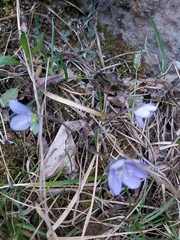 Hepatica nobilis