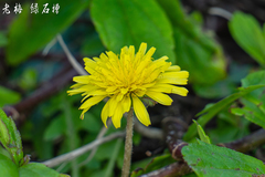 Taraxacum formosanum