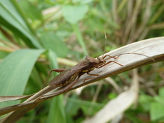 Heteroptera