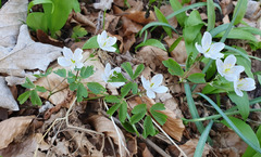 Isopyrum thalictroides