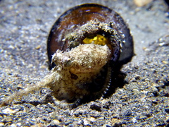 Amphioctopus