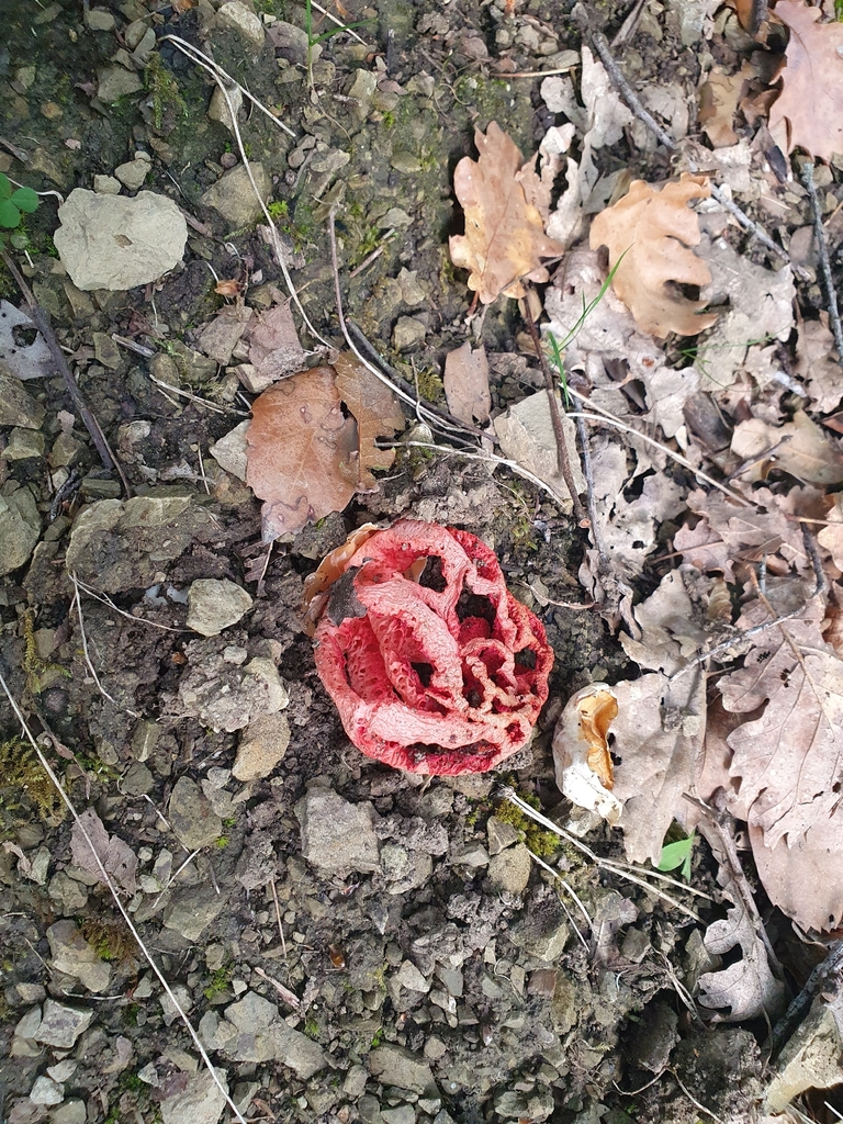 Clathrus ruber · April 2026 · photo: © andreameucci (iNaturalist, cc-by-nc)