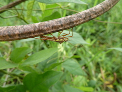 Heteroptera