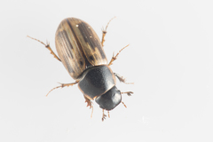 Melinopterus prodromus