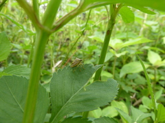 Heteroptera