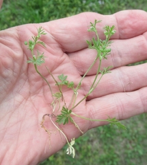 Ammoselinum butleri
