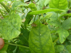 Heteroptera