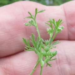 Ammoselinum butleri