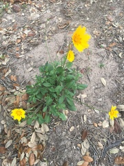 Coreopsis nuecensis