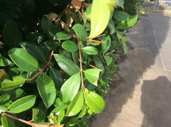 Syzygium paniculatum