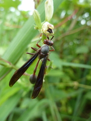 Belonogaster