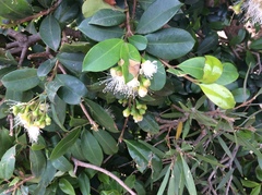 Syzygium paniculatum