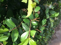 Syzygium paniculatum