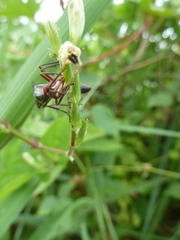 Belonogaster