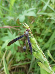 Belonogaster