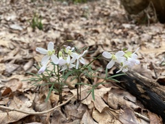 Cardamine dissecta