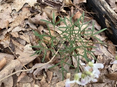 Cardamine dissecta