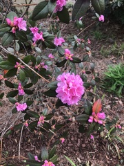 Rhododendron simsii