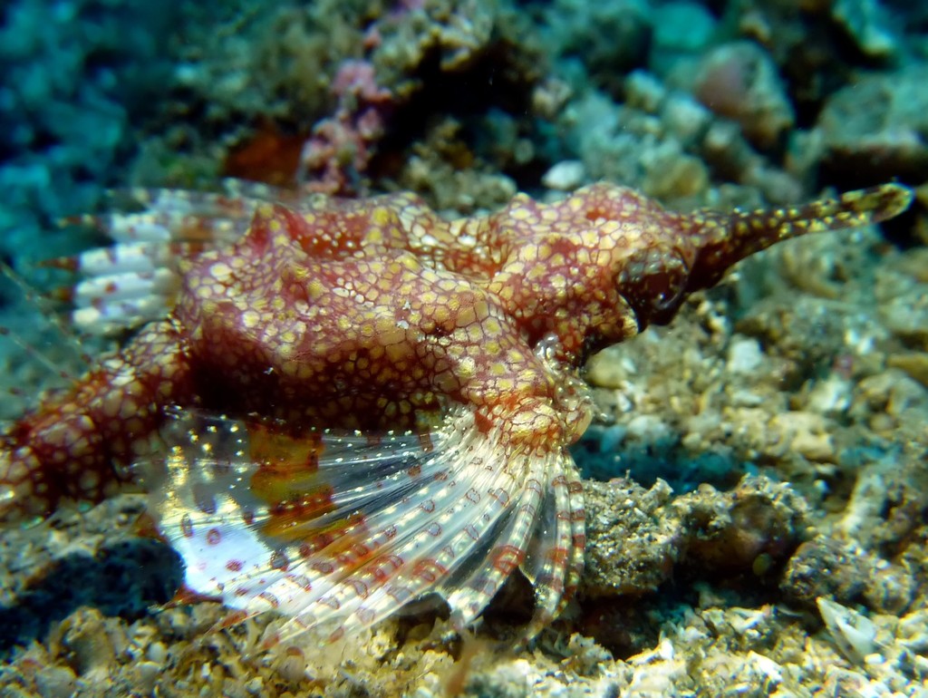 Short dragonfish