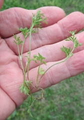 Ammoselinum butleri