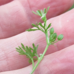 Ammoselinum butleri