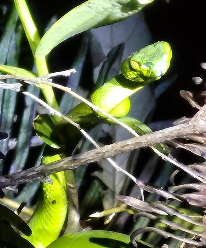 Cameron Highlands Pitviper