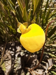 Calceolaria filicaulis luxurians