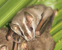 Common Tent-Making Bat photo 4