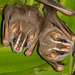 Murciélago Acampador Oscuro - Photo (c) Brian Gratwicke, algunos derechos reservados (CC BY)