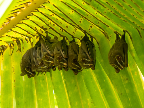 Common tent-making Bat