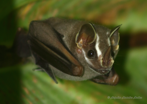 Common tent-making Bat