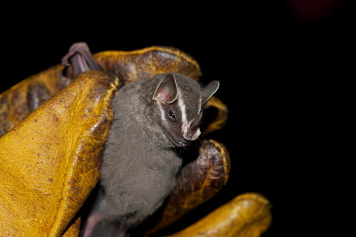 Common tent-making Bat