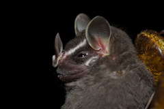 Common Tent-Making Bat photo 5
