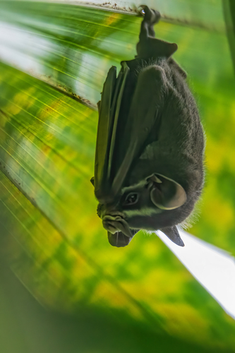 Common tent-making Bat