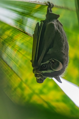 Common Tent-Making Bat photo 2