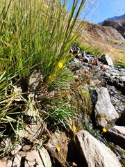 Calceolaria filicaulis luxurians