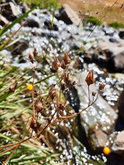 Calceolaria filicaulis luxurians