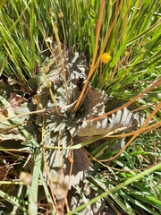 Calceolaria filicaulis luxurians