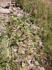 Calceolaria filicaulis luxurians