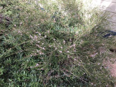 Thryptomene calycina