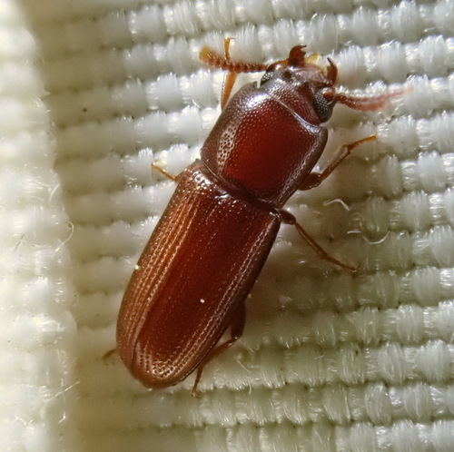 Red Flour Beetle photo 4